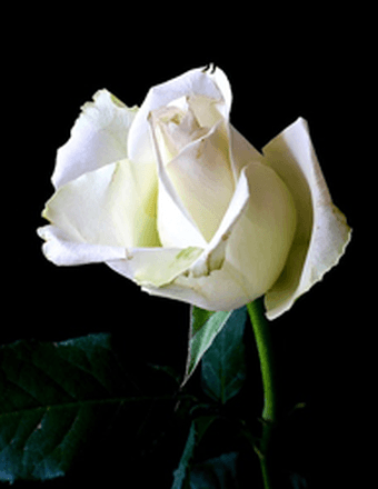 Susan Jane Morgan Obituary