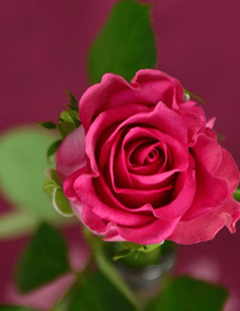 Carolyn M (Marcum) Davis Obituary