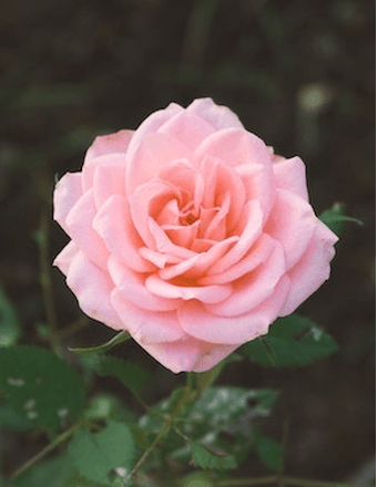 Dixie Lee Avey Obituary