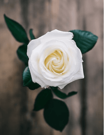 Vera Ruth (Watkins) Lee Obituary