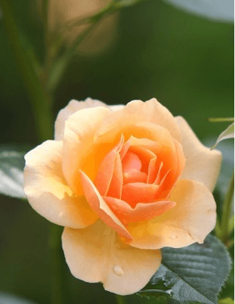 Barbara Jean (Phillips) Bell Obituary